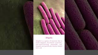 What is Shigella Bacteria [upl. by Hpseoj835]