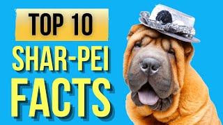 Sharpei Dogs Top 10 Interesting Facts [upl. by Hau]