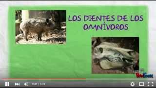 Videolección  La dentadura de los animales Su adaptación al medio [upl. by Searle133]