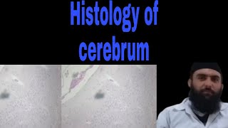 Histology of cerebrum MBBS and BDS lectures by Dr Alamdin [upl. by Mossolb]