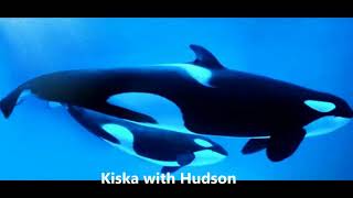 Kiska the Killer whale Story [upl. by Silber]