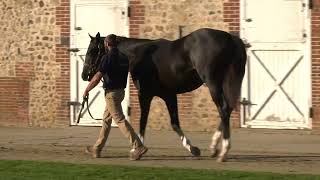 2024 OCTOBER YEARLING SALE  Lot 468  c N BELARDO x RIVEN STAR [upl. by Franny]