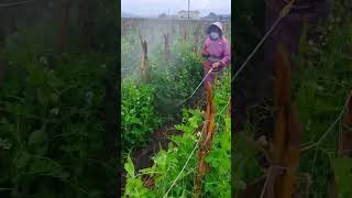 The process of spraying pesticides on peas [upl. by Hteboj]