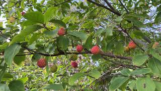 Flowering dogwood Cornus  branches twigs leaves amp fruit  October 2024 [upl. by Sidalg718]