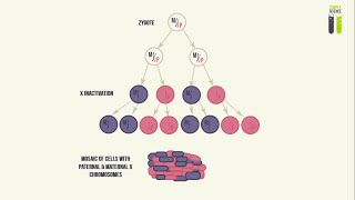 Mosaicisms  Part 3  Mosaicism of the X Chromosome X Inactivation [upl. by Hootman]