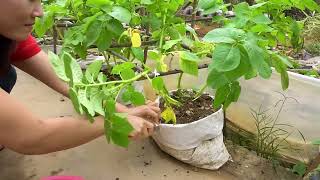 How to propagate potatoes at home for many tubers and easy [upl. by Aneehsirk]