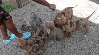 CHOCOLATE TRI MERLE AMERICAN BULLY PUPPIES UPDATE WITH TRANSFORMATION KENNELS AND MOA KENNELS [upl. by Walt]