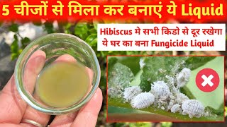 Hibiscus के लिए ये Fungicide Liquid जबरदस्त काम करेगा  Hibiscus के सभी किडो को मार भगाएगा ये Liquid [upl. by Rey]