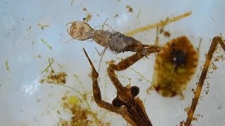 Fascinating Water Scorpion Feeding on Two Insects [upl. by Adnowat150]