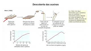 Auxinas 1 1428 [upl. by Siugram]