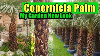 Copernicia Palm Plant  My Garden new Look  How to grow Copernicia alba palm tree  My Garden [upl. by Yclehc766]