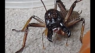 New Zealand Weta  1080p HD [upl. by Gosser]