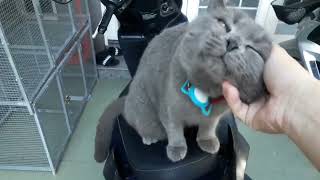 Cuddly Cat Obsessed with Pets funny trend music pet cat [upl. by Cerf]