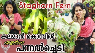 ഇതൊരു അത്ഭുതച്ചെടി തന്നെ Staghorn Fern Malayalamstaghorn fern care and mountingfern gardening [upl. by Goldfarb]