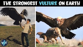 Andean Condor  The Strongest Vulture on Earth [upl. by Man]