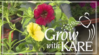 Grow with KARE  The benefits of hybrid petunias [upl. by Frederich884]