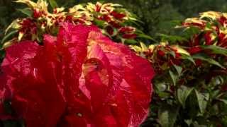 Amaranthus tricolor a towering beauty [upl. by Carder383]