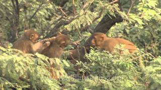 Trio of naughty Macaques [upl. by Dorlisa255]