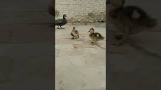 Shahwaiz k bul bul ğŸ¦†ğŸ¦† Shahwaizminizooyoutubeshortsfunnyduckworldfunnyanimalindiafunyyduck [upl. by Eatnwahs]