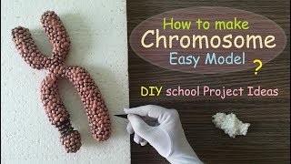 Making Chromosome Model  Styrofoam Carving [upl. by Anihsit]