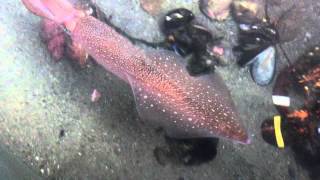 Longfin Squid [upl. by Fabyola]