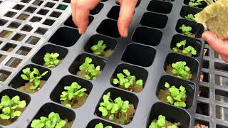 Arugula seedlings  Tower Garden seedlings  Aeroponic seedlings [upl. by Nerred231]