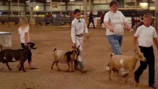 Helping To Understand A Dairy Goat Show [upl. by Ainevul]