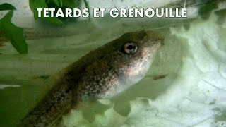 TETARDS et GRENOUILLE [upl. by Eugnimod]