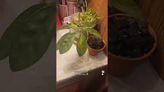 Love starting new trees 🌳 bonsai plants indoorbonsai garden bonsiatricksandalotmore indoor [upl. by Ylam]