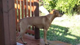 Rhodesian Ridgeback 8 months barking [upl. by Demha]