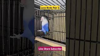 Love Birds Breeder pair 2  Love Birds Breeding pair tips birds trending lovebirds [upl. by Sabrina]