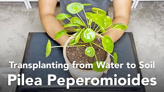 Transplanting from Water to Soil  Pilea Peperomioides UPDATE [upl. by Asila]