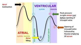 Jugular Venous Pulse  Waveforms and explanations [upl. by Maltzman]