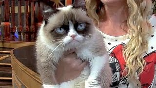 Grumpy Cat at Disneyland meetandgreet and interview for Disney Side event [upl. by Supple]