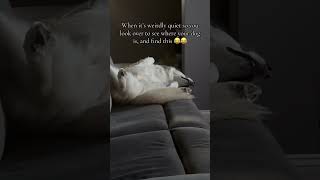 Odin’s a goofball dogshorts dogsofyoutube huskydog weirdpets [upl. by Langill203]