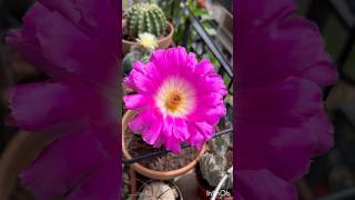 Echinocereus rigidissimus BloomsЦветет Echinocereus rigidissimusΆνθισε Echinocereus rigidissimus😱 [upl. by Beth]