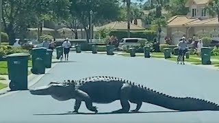 MASSIVE Gator Seen Crossing Road in Upscale Florida Community as Neighbors Gather to Watch [upl. by Ajaj]