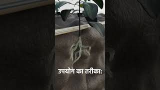 Nematode Control Pesticide  Nematodes Attack  निमेटोड कंट्रोल  How to control Root Knot Nematode [upl. by Lentha]