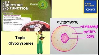 Glyoxysomes l cell structure and function l XI biology [upl. by Trebeh]