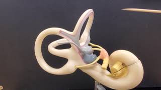 Professor Long  Ear Anatomy 2 Inner Ear [upl. by Landing369]