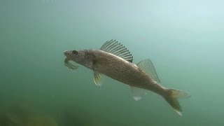 Shoreline Fishing for Walleye in Washington [upl. by Miharba362]