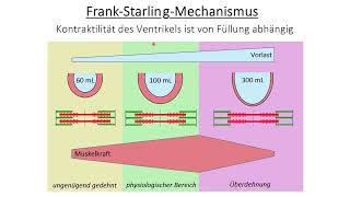 Herzinsuffizienz  Pathophysiologie und Pharmakologie [upl. by Ranilopa481]