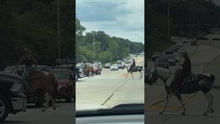 Why did horse cross the road [upl. by Kovar434]