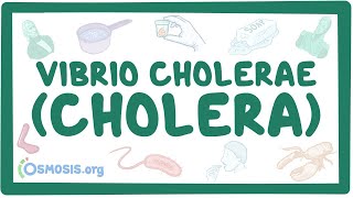 Vibrio cholerae Cholera  an Osmosis Preview [upl. by Bohi612]