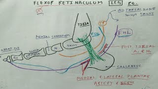 Flexor Retinaculum of Leg  Lower Limb Anatomy  TCML [upl. by Vaasta241]