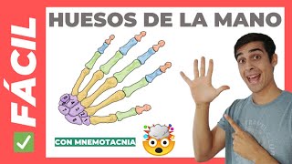 🖐🏼 HUESOS DE LA MANO Fácil Anatomía Carpo Metacarpo y Falanges [upl. by Darcie208]