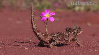 Thorny devil walking around flowering Parakeelya [upl. by Zannini]