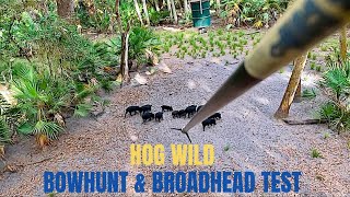 quotHOG WILDquot Florida BOWHUNT amp BROADHEAD TEST [upl. by Sivia]