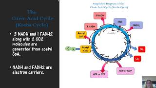 microbial metabolism mic exam study guide for exam 2 [upl. by Yesnik]