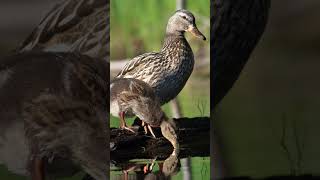 Moss Lake Short birds wildlife kayaking [upl. by Nesbitt]